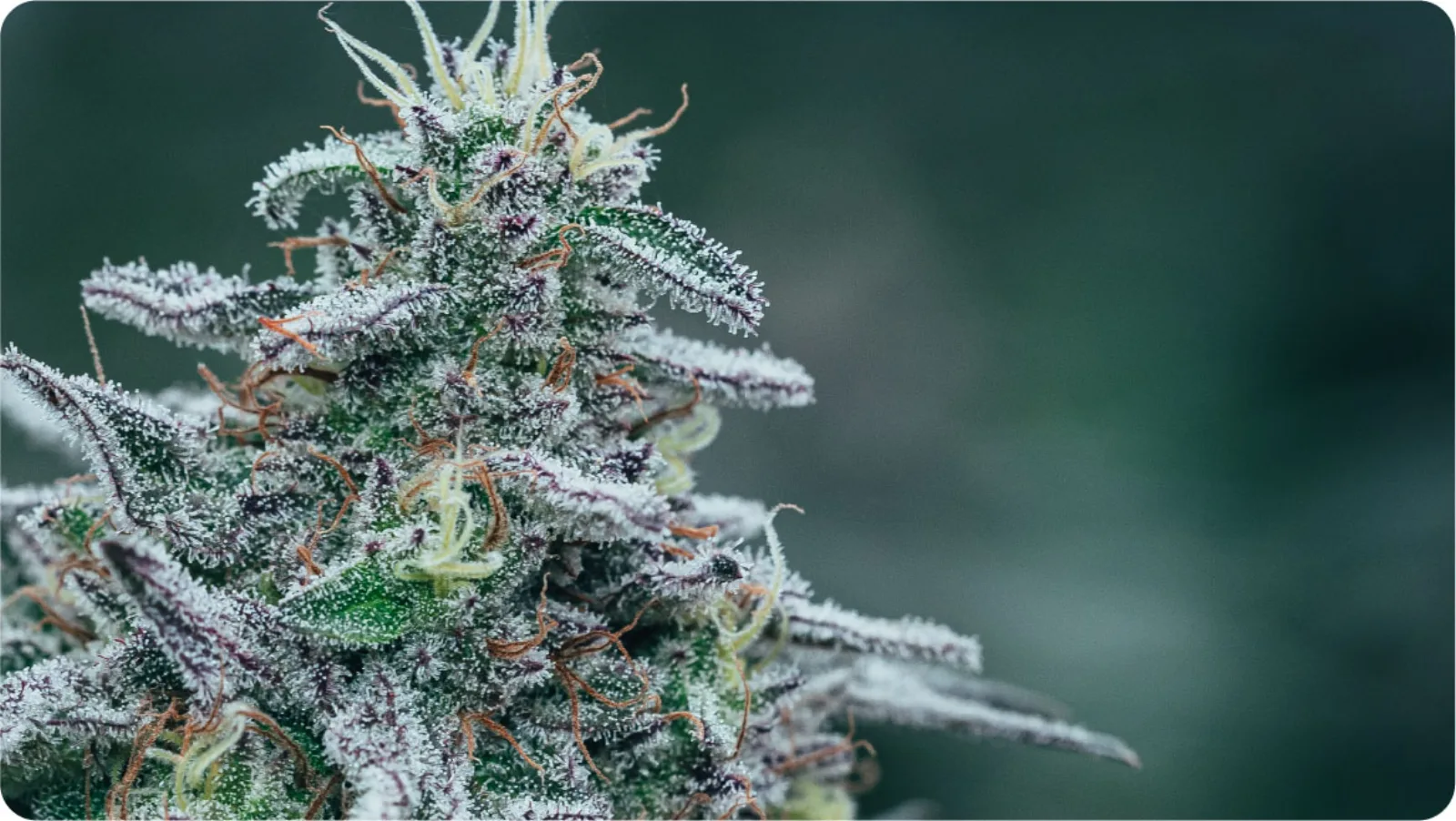 Inside the Lab: How Every Batch Gets Tested